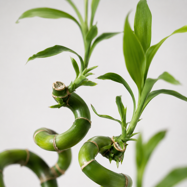 Glücksbambus Dracaena sanderiana mit spiralförmig gewundenen grünen Stielen und grünen Blättern.