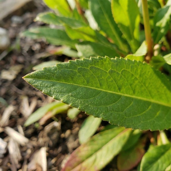 Nahaufnahme eines grünen Blattes mit gezacktem Rand einer Gartenpflanze.