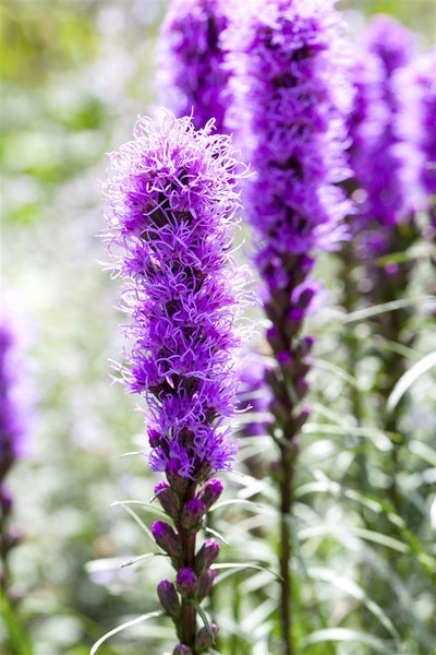 Liatris spicata 'Kobold', Prachtscharte, violett, ca. 9x9 cm Topf