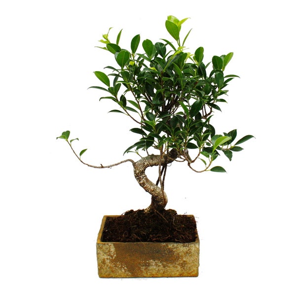 Bonsai fürs Zimmer - in moderner Trendkeramik - Zimmerbonsai Ficus - 8 Jahre alt - Steinoptik