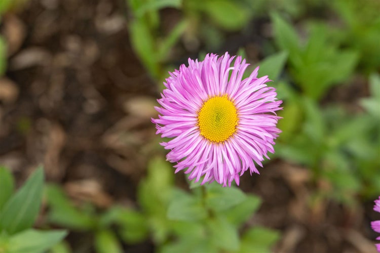 Erigeron speciosus 'Rosa Juwel', Feinstrahl, rosa, ca. 9x9 cm Topf