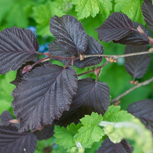 Zweig einer Korkenzieherhasel mit dunkelroten Blättern