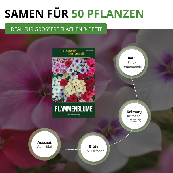 Samentüte für Flammenblume Phlox Drummondii für fünfzig Pflanzen mit Aussaat im April bis Mai und Blütezeit von Juni bis Oktober.