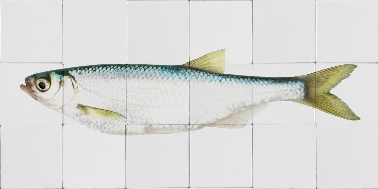 ESTAhome Wandtattoo Fisch Gelb und Blau - 97 x 48.5 cm - 159028