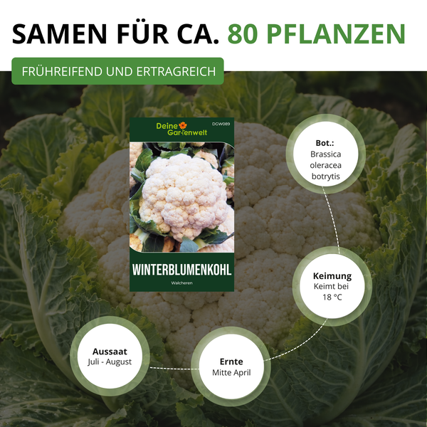 Winterblumenkohl Samen Walcheren für circa 80 Pflanzen mit Infos zu Aussaat, Keimung bei 18 Grad und Ernte. Deine Gartenwelt Logo.
