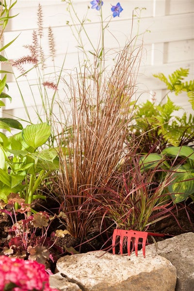 Carex buchananii, Fuchsrote Segge, ca. 2 Liter Container