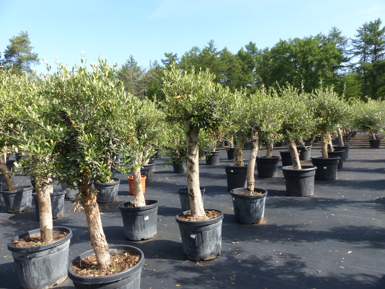 Olivenbaum Olive Angebot 150 - 180 cm, beste Qualität, winterhart, Olea Europaea