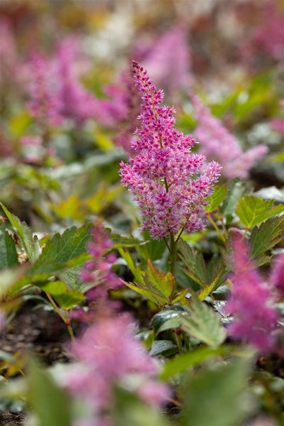 Astilbe japonica 'Mainz', Prachtspiere, rosa, ca. 9x9 cm Topf