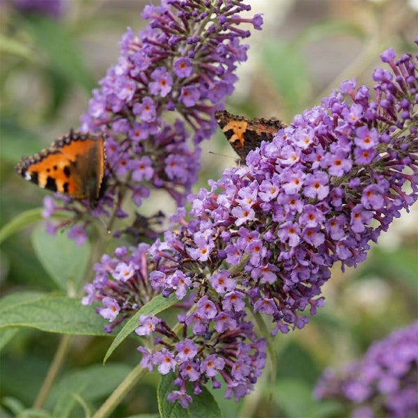 Lilafarbene Blüten eines Sommerflieders mit zwei Kleinen Füchsen als Schmetterlinge.