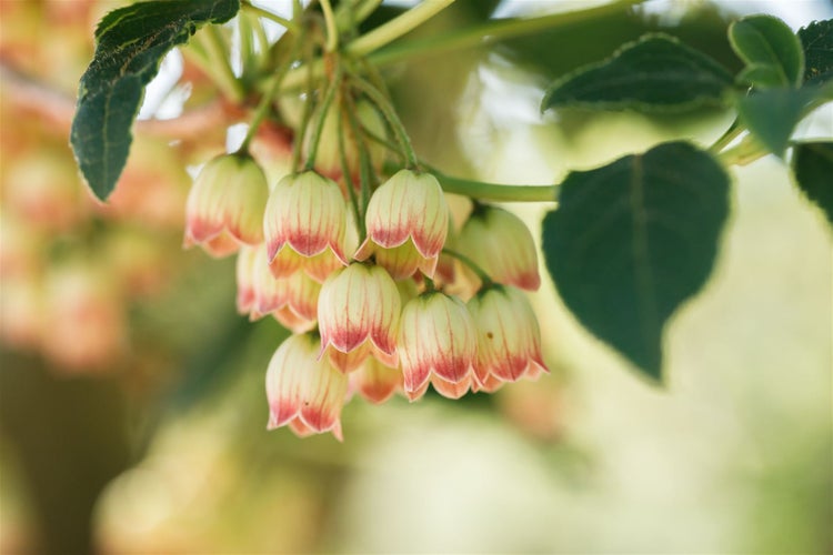 Nahaufnahme von blühenden Scheinbeeren mit Blättern