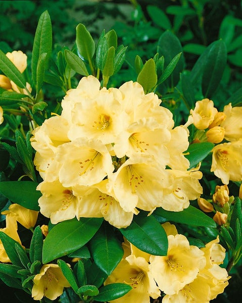 Gelbe Rhododendronblüte mit grünen Blättern