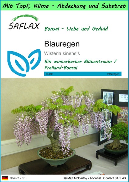 SAFLAX Garden to go - Blauregen  - Wisteria sinensis - 4 Samen - Mit Topf, Klima - Deckel und Anzuchtsubstrat