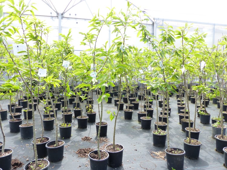 Esskastanie Castanea sativa 180 cm  Kastanie Kastanienbaum Pflanze winterhart