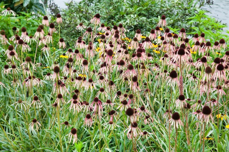 Feld mit purpurroten Sonnenhutblumen im Garten.