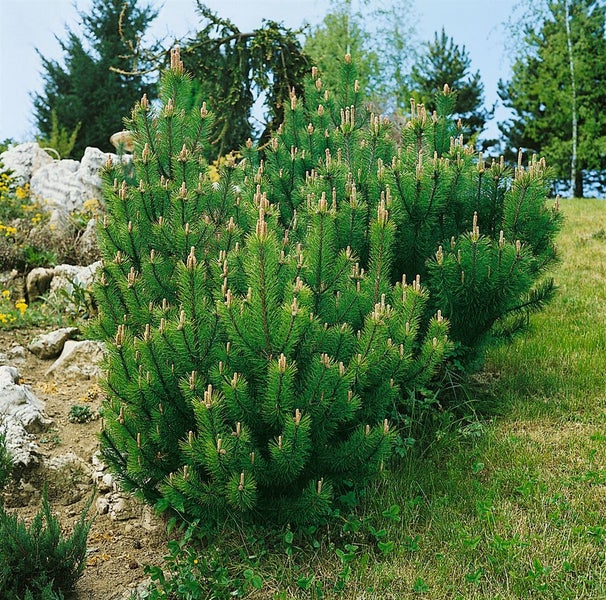 Pinus mugo 'Laurin', Bergkiefer, kompakt, 15–20 cm