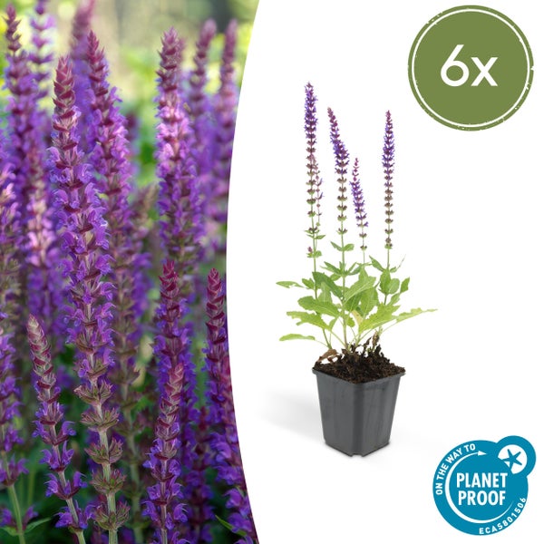 Steppensalbei Salvia nemorosa im Topf mit lila Blütenähren, Set aus 6 Stück, Planet Proof zertifiziert.
