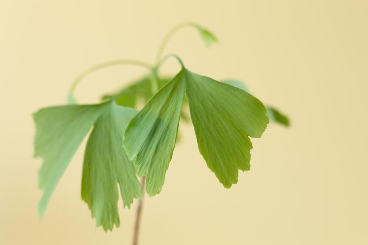 Ginkgo Biloba Pflanze mit grünen Blättern