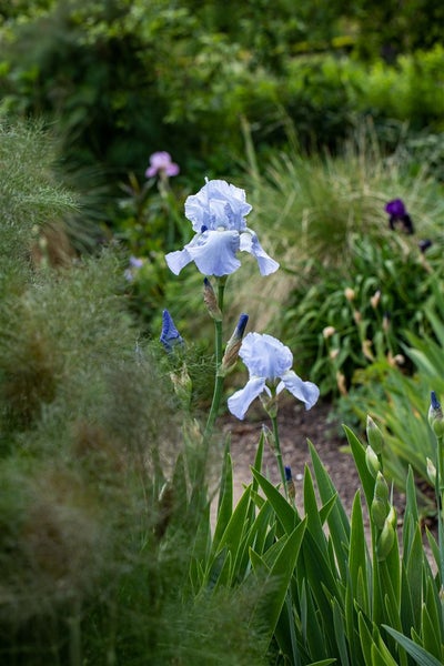 Iris x barb.-elat., hellblau, ca. 11x11 cm Topf