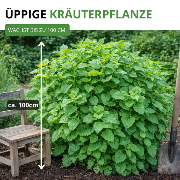 Üppige Kräuterpflanze im Garten mit einer Wuchshöhe von bis zu 100 Zentimetern neben einem Holzstuhl und einer Schaufel.