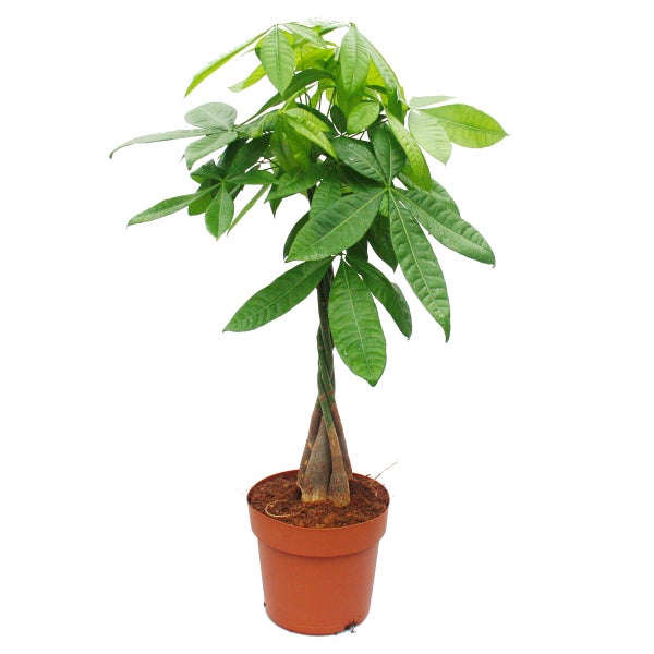 Pachira aquatica, châtaigne - pot de 21cm - hauteur env. 100cm