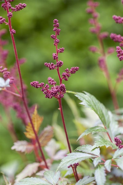 Astilbe Pflanze mit roten Stängeln und Knospen im Garten