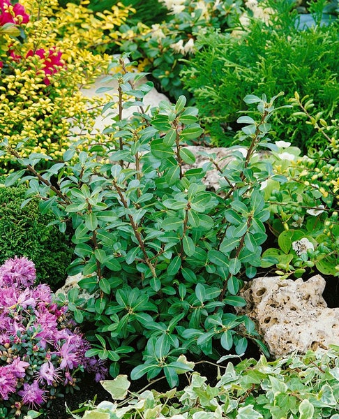 Ilex crenata 'Caroline Upright', Japanische Stechpalme, 40–60 cm
