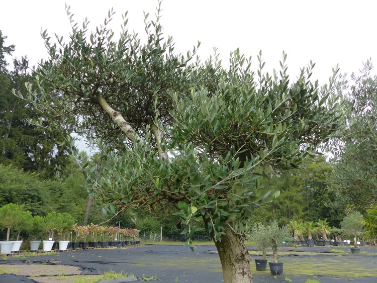 Ein großer, alter Olivenbaum mit markantem Stamm und dichter Krone, präsentiert im Freigelände einer Gärtnerei.