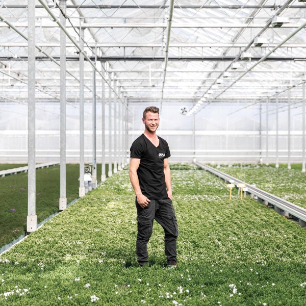 Ein Mann mit OKPLANT Logo steht in einem hellen, weitläufigen Gewächshaus inmitten von Reihen grüner Pflanzen mit weißen Blüten.