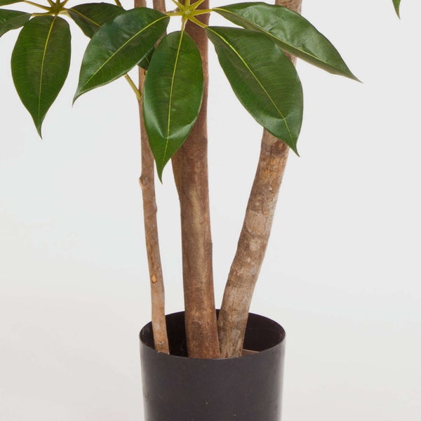 Zimmerpflanze mit braunen Stämmen und grünen Blättern in einem schwarzen Kunststofftopf.