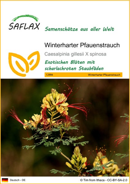 SAFLAX  - Winterharter Pfauenstrauch - Caesalpinia gillesii X spinosa - 10 Samen