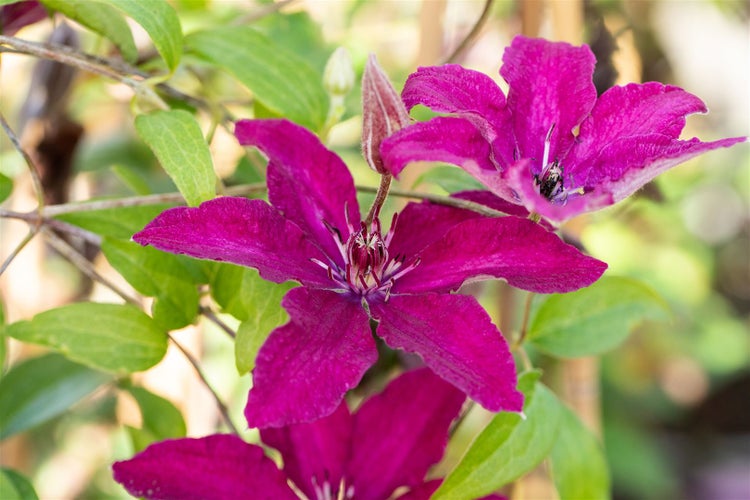Clematis Hybride 'Rüütel', Waldrebe, dunkelrot, 60–100 cm
