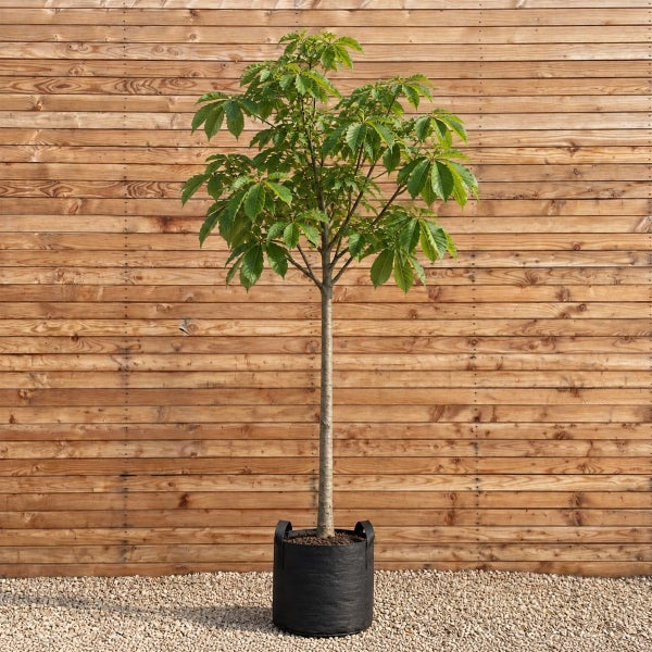 Ein kleiner Baum mit grünen Blättern in einem schwarzen Pflanzsack vor einer Holzwand.