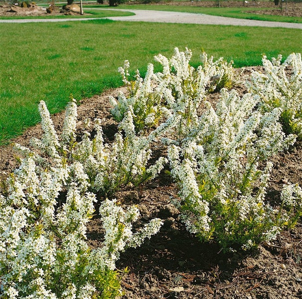 Blühende Hecke im Garten