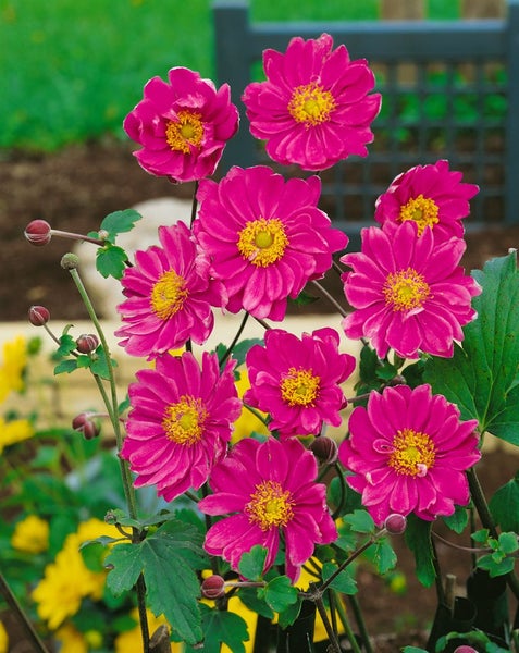 Anemone japonica 'Pamina', Herbst-Anemone, rosa, ca. 9x9 cm Topf