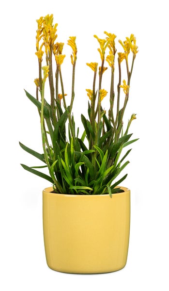 Scheurich Solido, Blumentopf aus Keramik,  Farbe: Solare, 17,6 cm Durchmesser, 16 cm hoch, 3,1 l Vol.