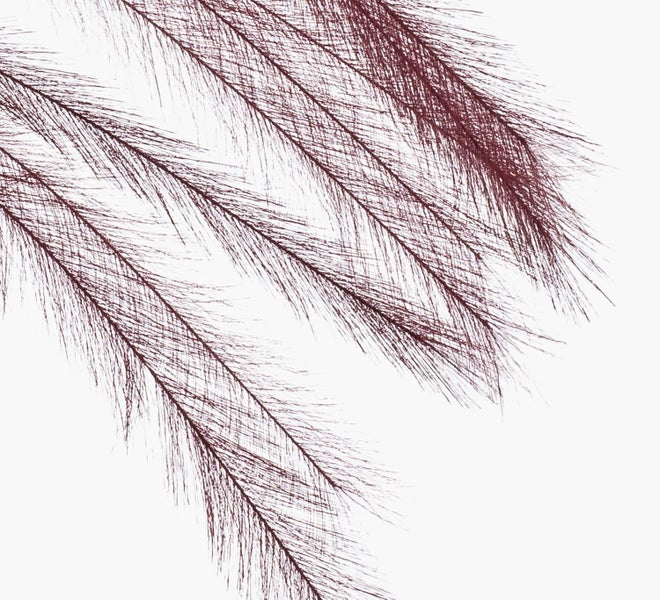 Künstliches Pampasgras mit federartigen Wedeln in Dunkelrot.