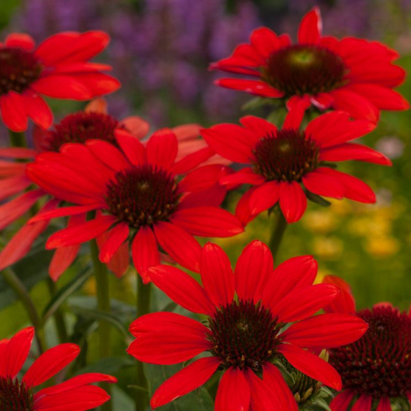 Nahaufnahme von roten Sonnenhüten im Garten.
