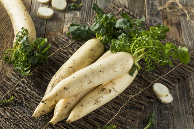 SAFLAX Anzucht Set - BIO - Rettich - Japanischer Daikon - Raphanus sativus - 100 Samen - Mit Mini-Gewächshaus, Anzuchtsubstrat und 2 Töpfen