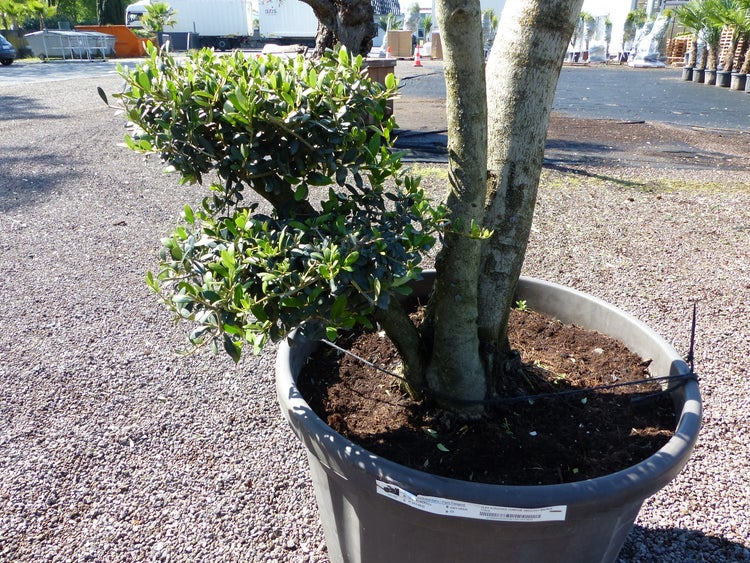 Olivenbaum 7 Pon Pon Bonsai Formgehölz Gartenbonsai Olea europaea Olive winterhart
