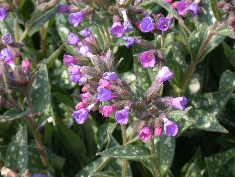 Pulmonaria longifolia, Lungenkraut, silbrig gefleckt, ca. 9x9 cm Topf