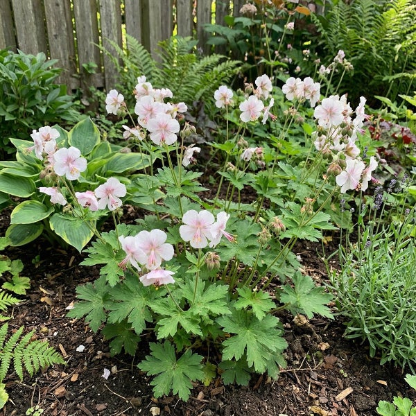 Blühender Storchschnabel mit blassrosa Blüten und gelappten Blättern in einem Gartenbeet vor einem Holzzaun.