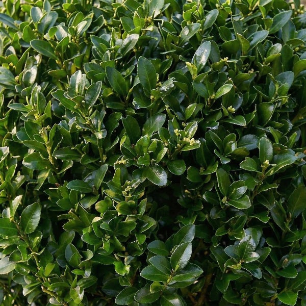 Immergrüner Strauch mit dichten, glänzenden, ovalen Blättern.