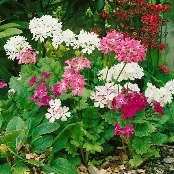 Primula sieboldii, Japanische Primel, rosa Blüten, ca. 9x9 cm Topf