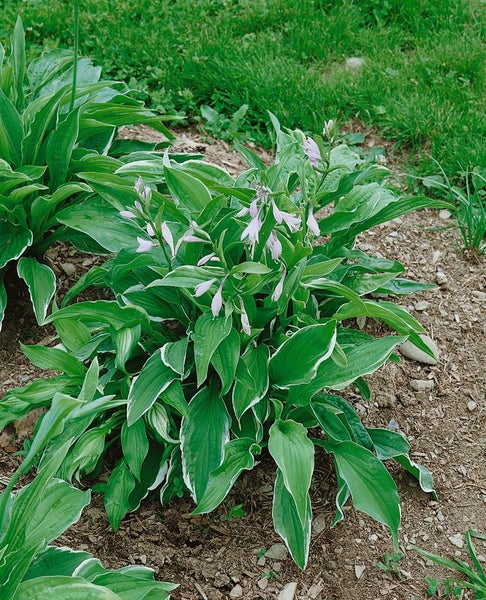 Hosta x cult. 'Antioch', Funkie, grün-weiß, ca. 11x11 cm Topf