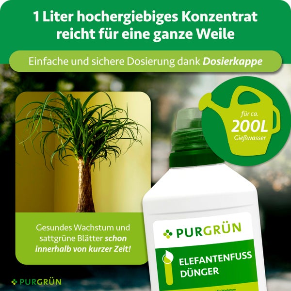 Purgrün Elefantenfuss Dünger Konzentrat 1 Liter für circa 200 Liter Gießwasser, inklusive Dosierkappe, Abbildung der Pflanze und Purgrün Logo.