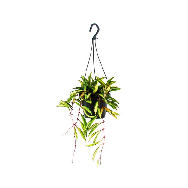 Hängepflanze Hoya in schwarzer Blumenampel mit mehrfarbigen Blättern.
