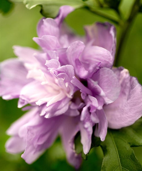 Hibiscus syriacus 'Ardens', Gartenhibiskus, lila, 40–60 cm