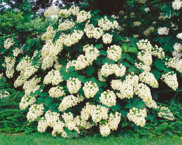 Hydrangea quercifolia 'Harmony', Eichenblatthortensie, weiß, 80–100 cm
