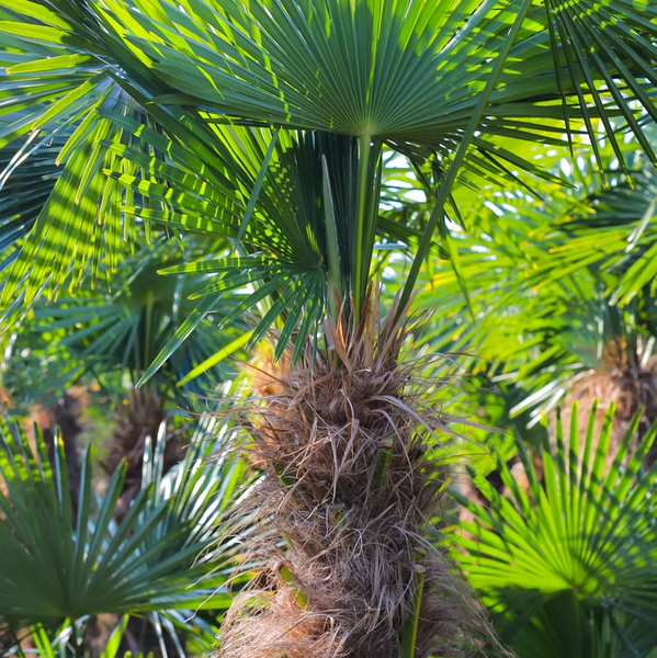 Trachycarpus fortunei 150 - 180 cm Palme Hanfpalme, winterhart bis -19°C