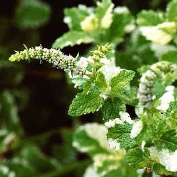 Indische Minze mit Blüte
